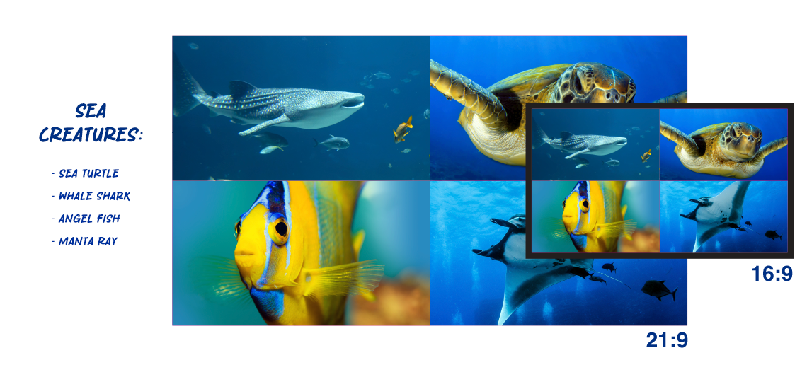 A projected image of sea life showing how small flat panel is compared to projection