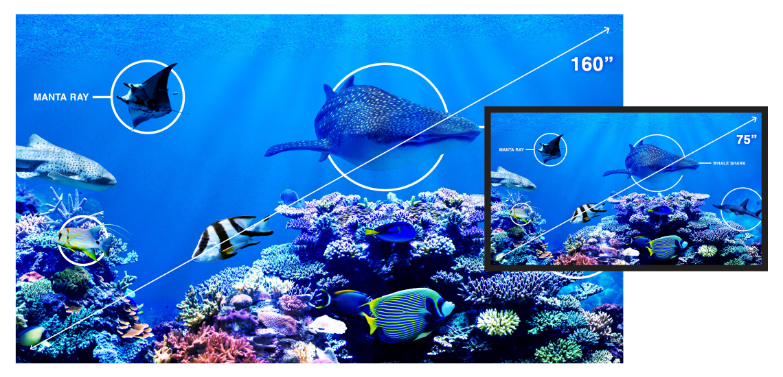 A projected image of sea life showing how small flat panel is compared to projection