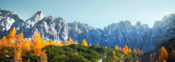 A vibrant forest and mountain landscape