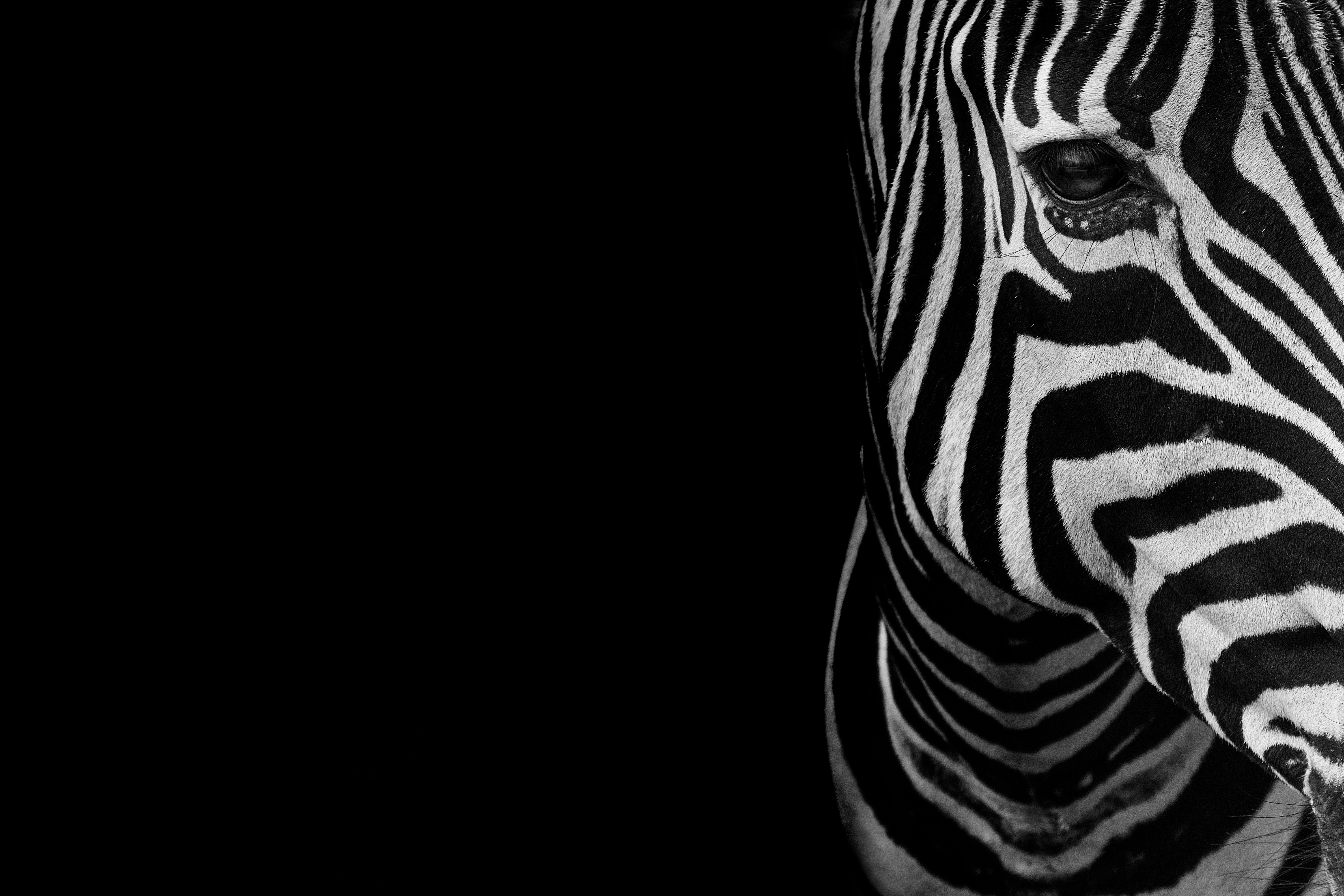 Black and white hot sale